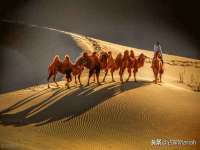 山西善抱商贸有限公司